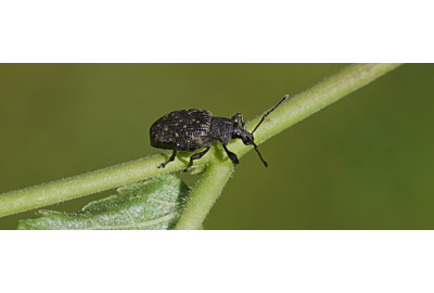 Umflături în grădină