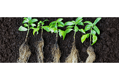 Plantare prea densă 