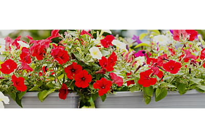 Plante ornamentale pentru balcon