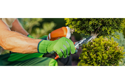 Tunderea plantelor - cele mai frecvente greșeli