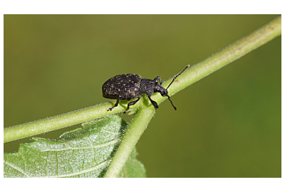 Umflături în grădină