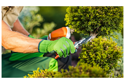 Tunderea plantelor - cele mai frecvente greșeli