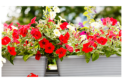 Plante ornamentale pentru balcon