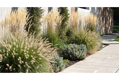 Cum aveți grijă de ierburile ornamentale în timpul iernii?