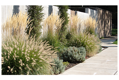 Cum aveți grijă de ierburile ornamentale în timpul iernii?