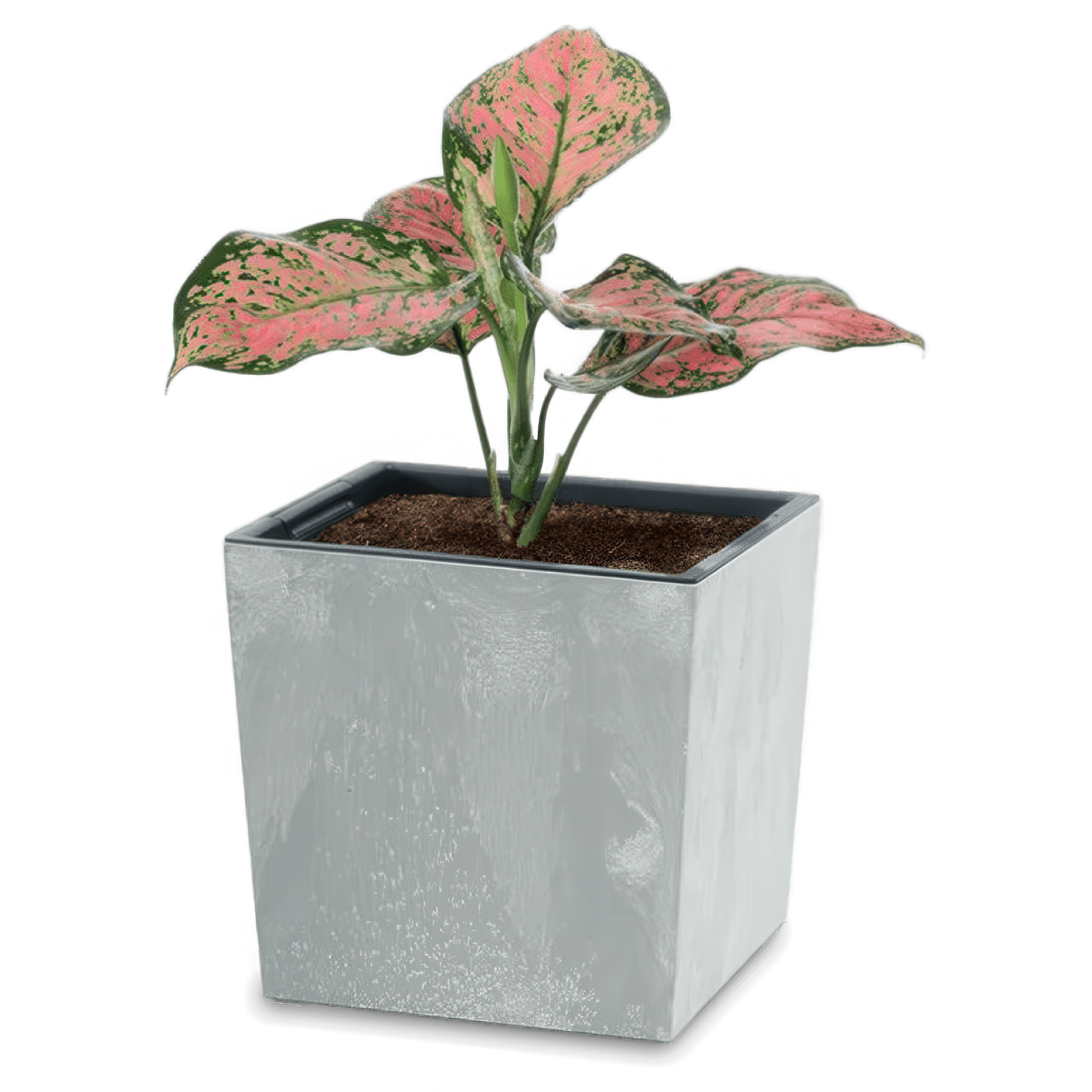 Urbi Square Low Concrete Efect oală 24x24x23.5cm beton - PROSPERPLAST