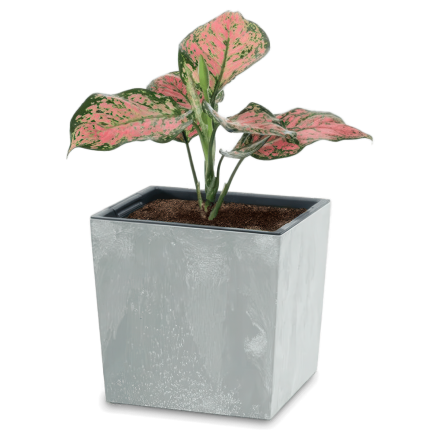 Urbi Square Low Concrete Efect oală 24x24x23.5cm beton - PROSPERPLAST