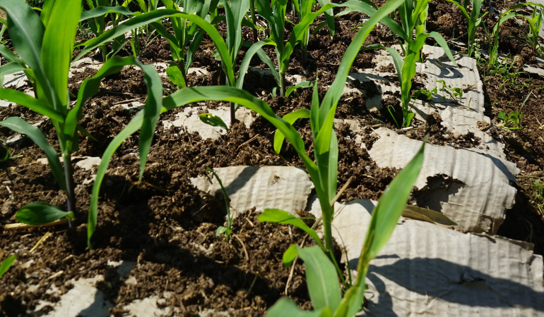 kartony pomagają w walce z chwastami 