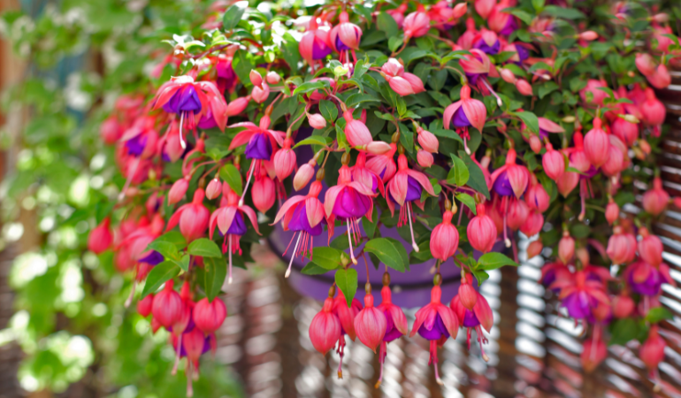 fuchsia &icirc;ntr-un ghiveci agățat pe balustrada balconului 