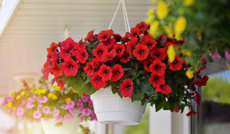 petunii &icirc;n ghivece albe at&acirc;rnate pe balcon 