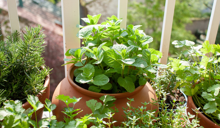 ierburi proaspete &icirc;n ghivece pe balcon 