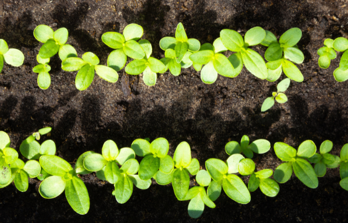  Zinnia plantată dens 