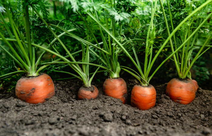 morcovi semănați prea dens