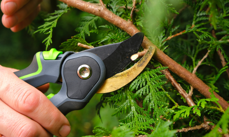 mężczyzna przycinający sekatorem gałązki roślin w ogrodzie