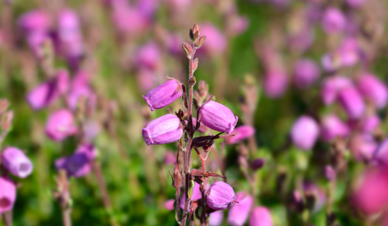 Daboecia cantabrica (Wrzosiec kanaryjski)